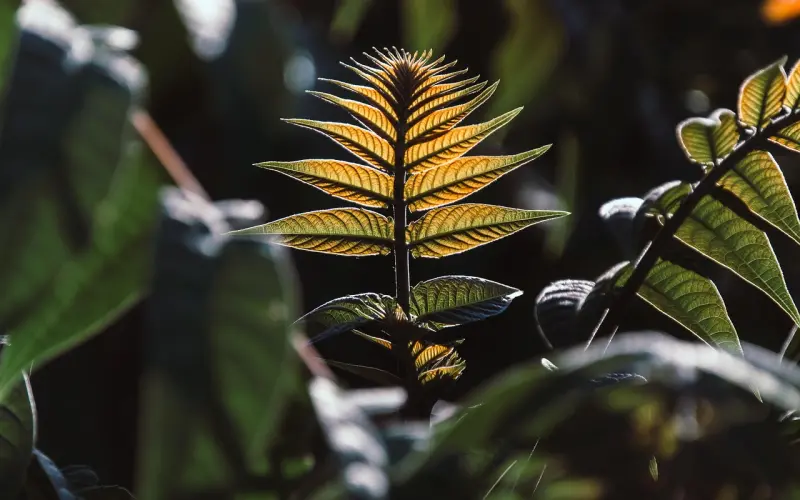 性|男人在什么时间性能力最强？