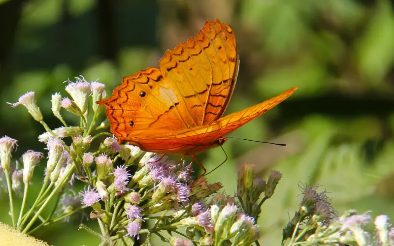 泰国佛教师傅分享之-Krom Ma Luang Chin Na Vorn Si Ri Wat
