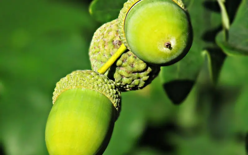 泰国佛教师傅分享之-龙婆柏