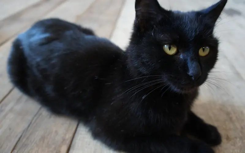 绵羊女孩：第一眼是冷漠，第二眼是爱情，一次约会让高分恋上我