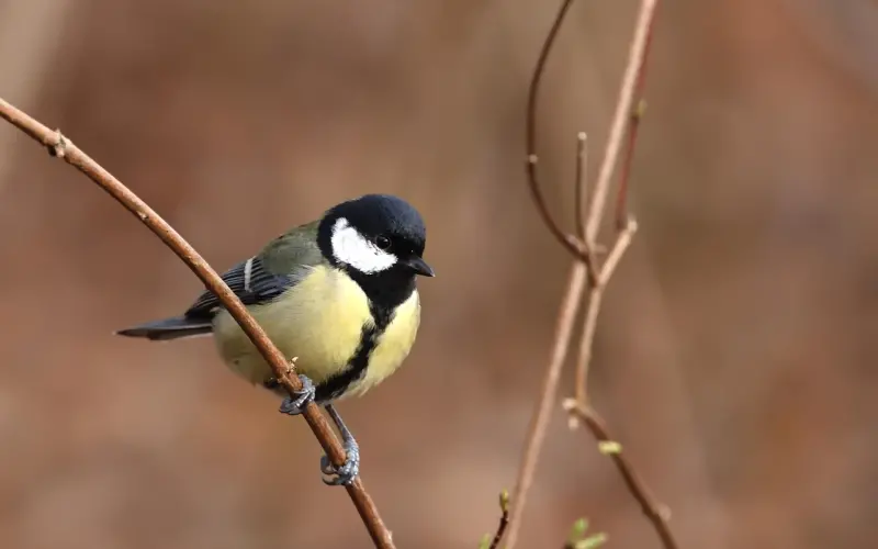 让无理取闹的女人瞬间闭嘴，挽回她你只需避免这一点