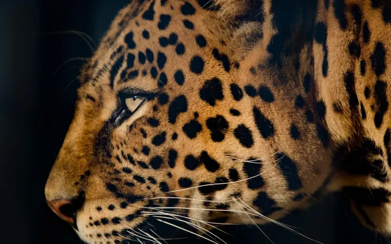 摩羯男彻底放弃你的表现：对你非常冷漠