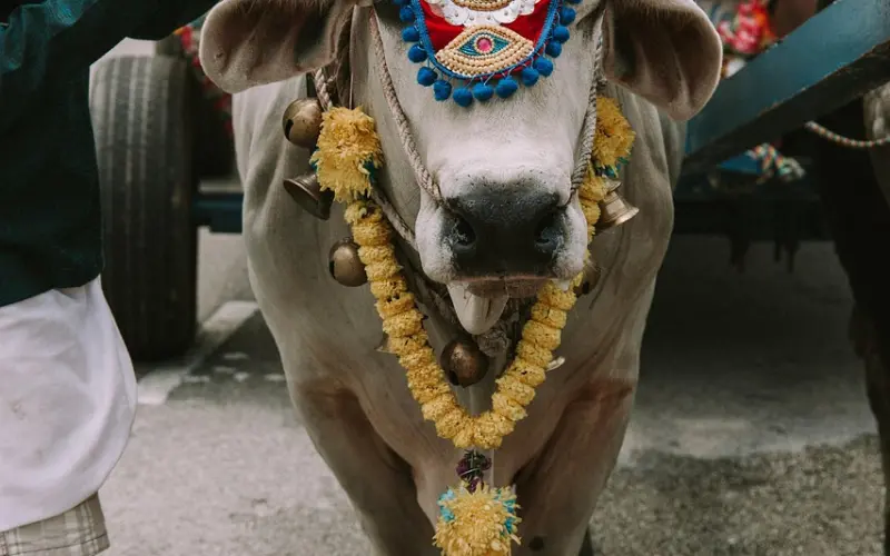 简单挽回金牛座的爱情：教你让匮乏的爱情充满活力！