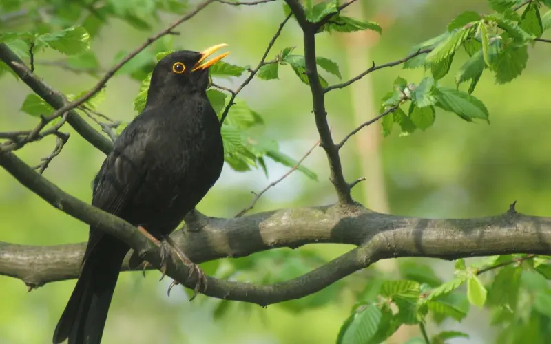 【百合姐带你普及十二星座优缺点】