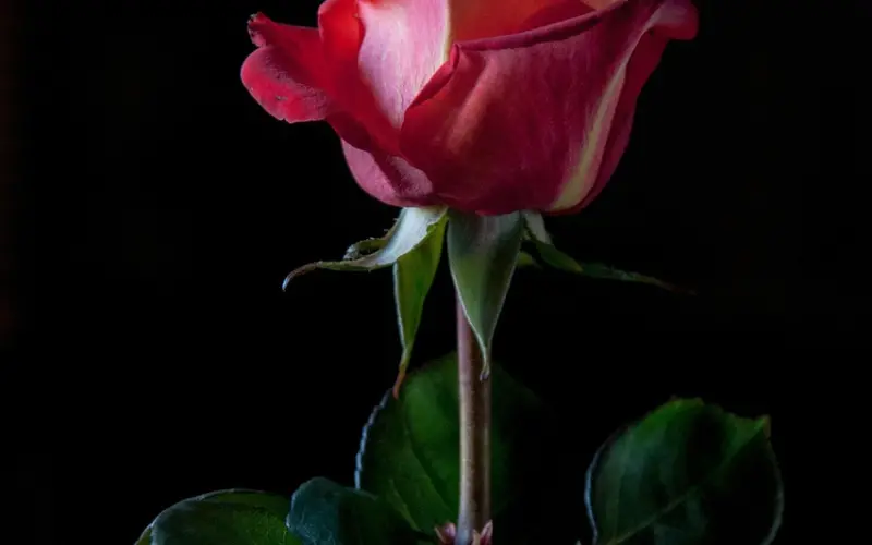 失恋物语：是你在一朵玫瑰身上花的时间，让她如此珍贵