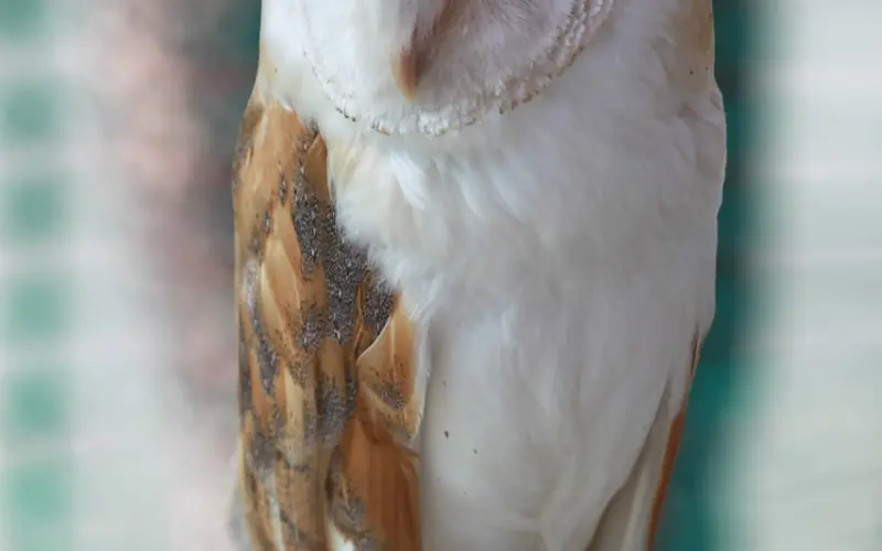 情侣假性分手的挽回攻略