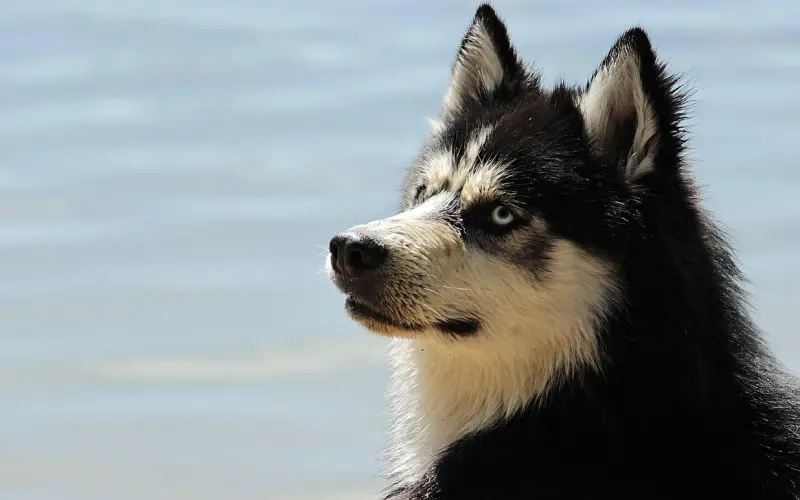 挽回男友攻略：他跟你分手不仅是累而已