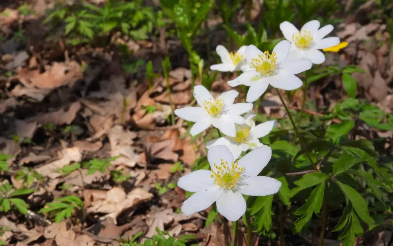 这样的姑娘才是行走的春药