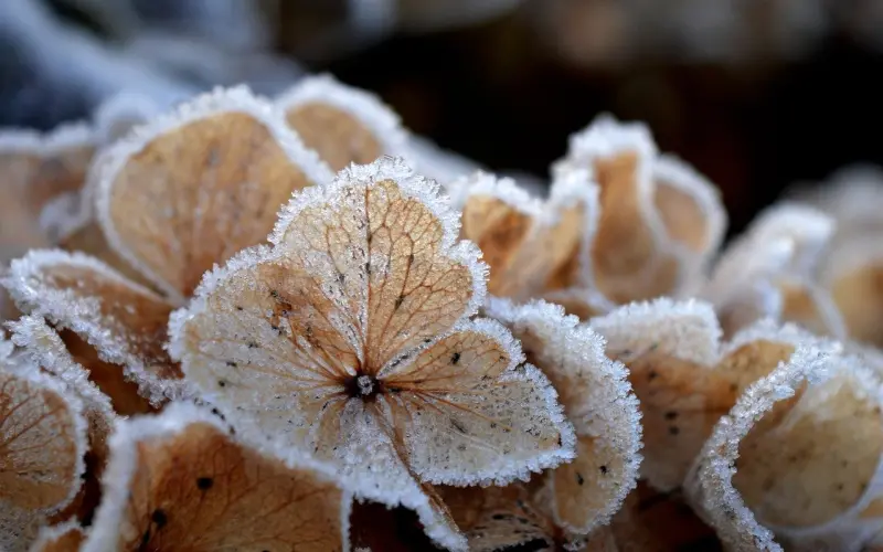 《香蜜沉沉烬如霜》：感情中最忌讳的是什么？