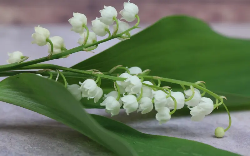 泰正佛堂-1月16日龙婆缇蜡烛预定