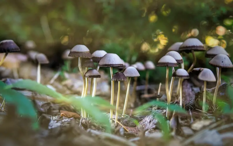 泰正佛堂-2月16日皇家寺庙补财库法事