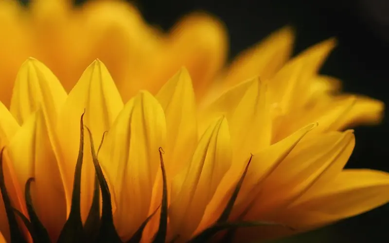 教你4个维护感情小技巧，轻松维持（长期恋爱关系）