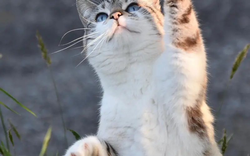 泰国佛牌知识：佛牌的个性佩戴和收藏