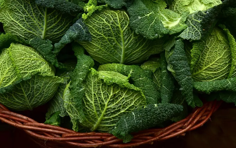 泰国佛教圣物之-钵