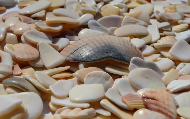 泰国佛教圣物之-钱母