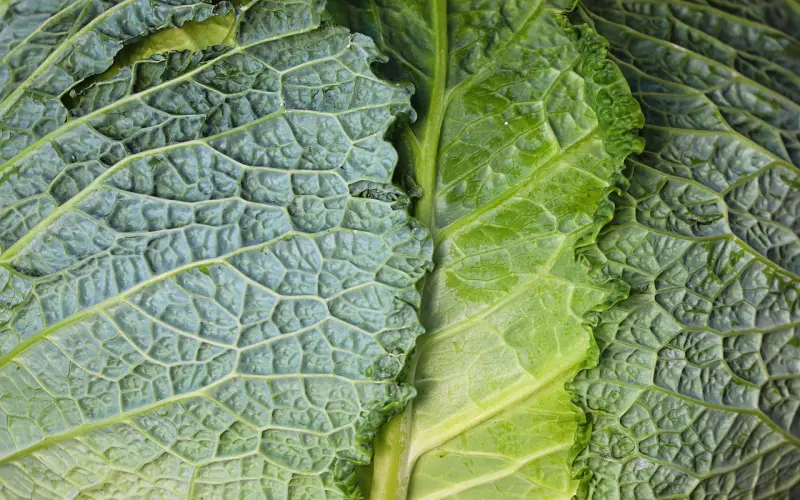 泰国佛牌圣物之-间物间版佛牌