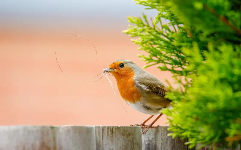 挽回双子座爱情大作战：爱情保卫战这样打才能赢，摈弃你乱来的招