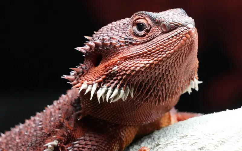 最好的爱情就是一物降一物