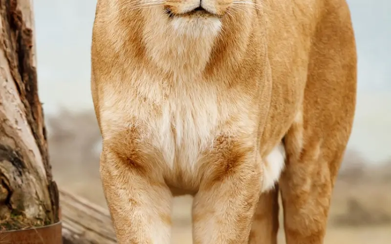 当初写下“世界那么大，我想去看看”的女教师，如今却……