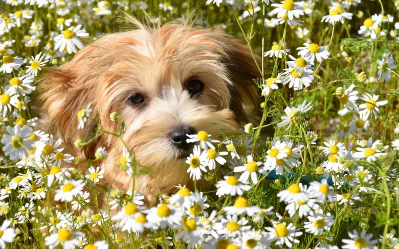 人和人的差距，比人和狗还大嘞