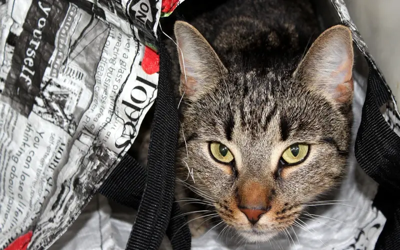 隐藏在微信头像里的小“秘密”！