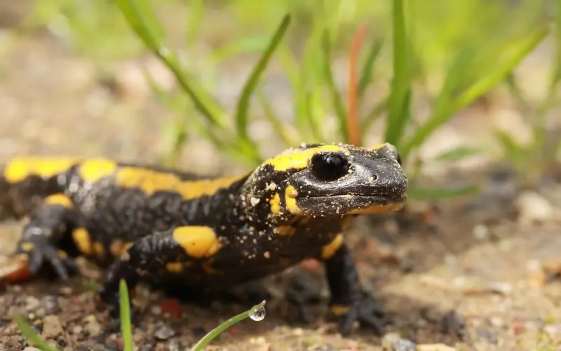 千呼万唤，保爱情感导师培训计划终于来了！！！