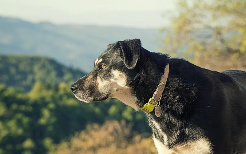 敢这么“吻”你的男人，一定很爱你！