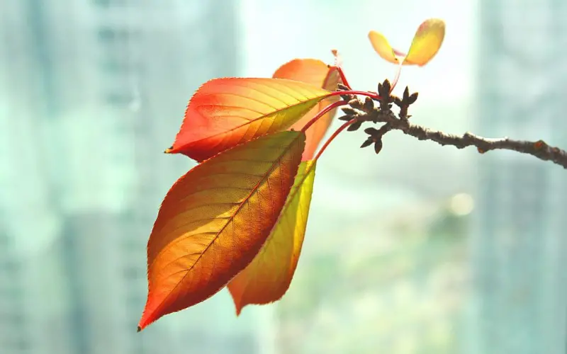 最可靠的恋爱秘笈