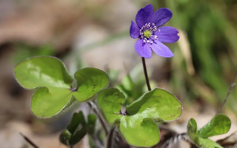挽回调解感情婚姻专家崔永福线上咨询价格于2017年7月1号始涨价2999元。