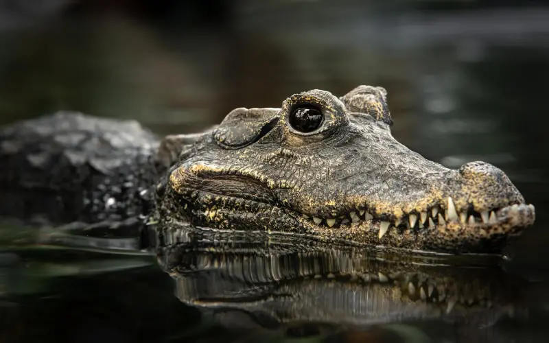 对方出轨了？当然是选择原谅啊！