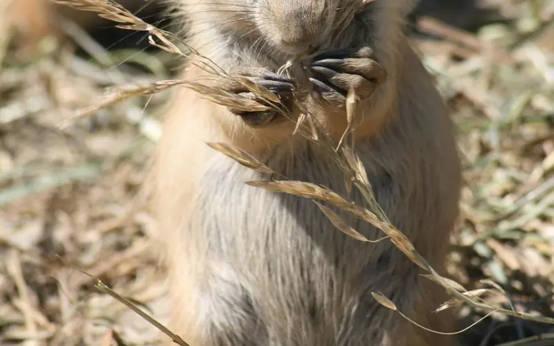 “原生家庭的迫害至少影响人的三个重大的层面！”——挽回调解婚姻咨询、夫妻关系咨询、婆媳关系咨询导师：崔永福一对一在线服务！
