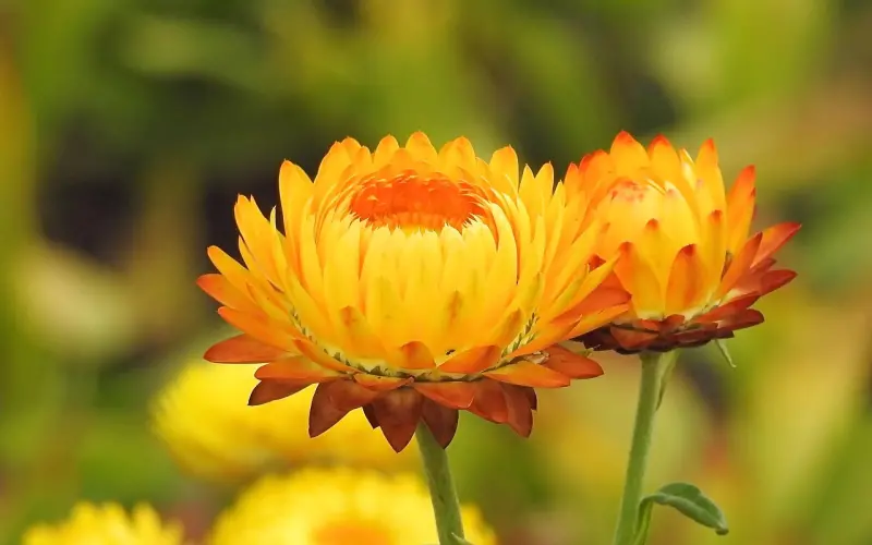 永不分手的秘密