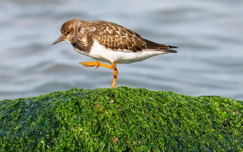 狙击女神必须掌握这些！