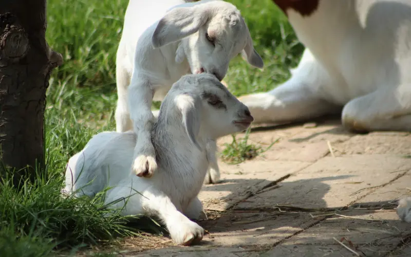 挽回双子座男的必杀技：有没有比较高效的挽回双子前任绝招？