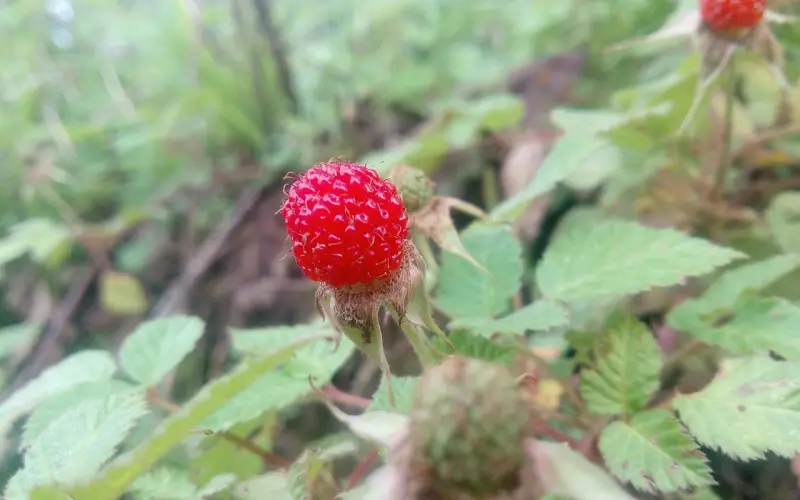 俗语“不是哪家人，不进哪家门”是有科学道理的！——合睦源婚姻挽回咨询导师：崔永福老师说。