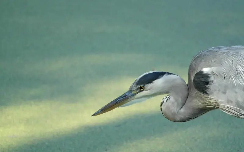 彼此有家庭确却深深的爱着对方！该何去何从！（深度好文）