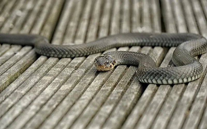 迎娶芳心应该这么办