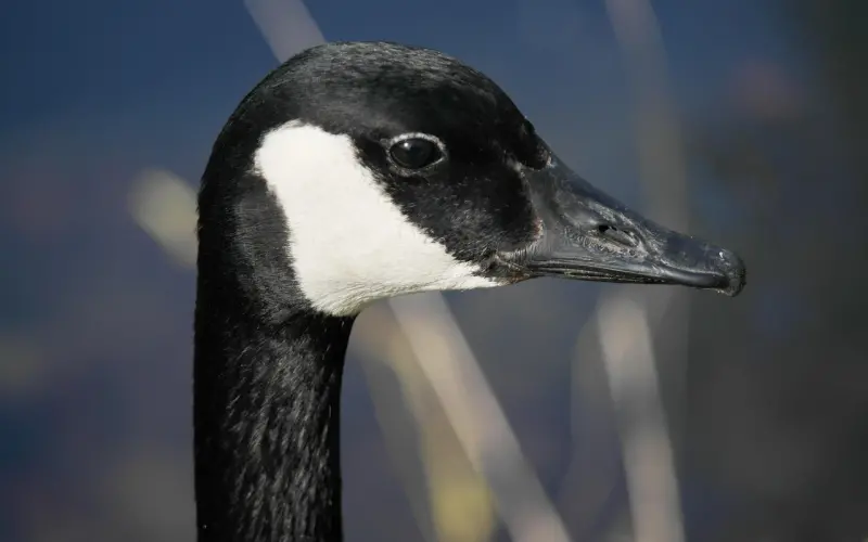这样把妹子聊爽了，她凭什么不爱你