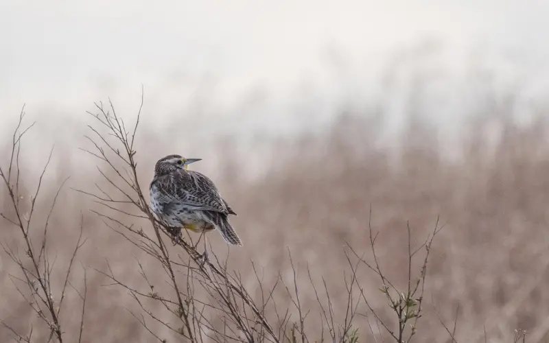 这招最吊男人心，他再绝情也撑不过4天，保管对你上瘾发疯挽回你