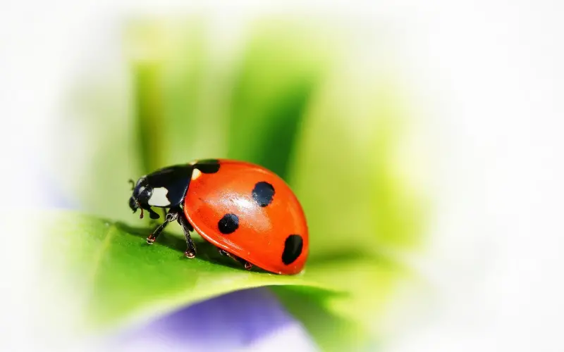 这个女人把感情中的雷区都踩了，凭什么还那么幸福？