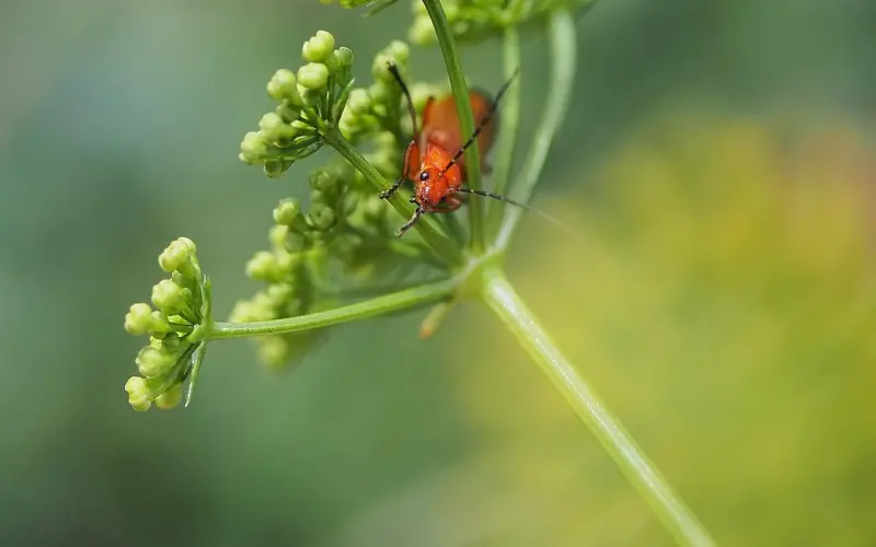 三大导师秘籍：聊天的恋爱解析
