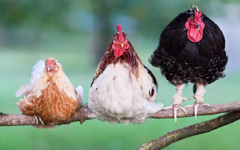 一个家庭走向败落的三个迹象…