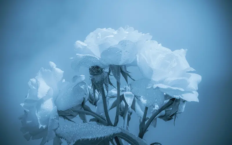 让老婆回心转意的三大绝招，情感挽回原来如此简单