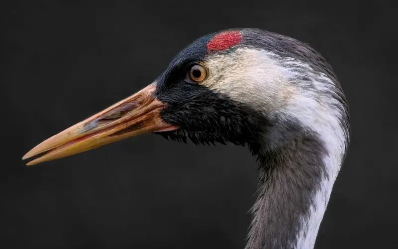 挽回须知：分手后和前任联系总是笨嘴拙舌，一般很难复合成功