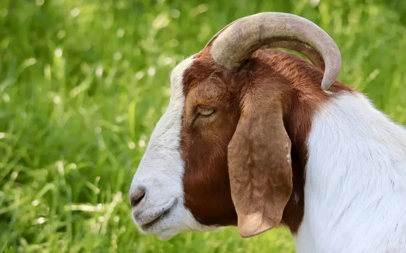 挽回金牛座女友秘籍：挽回金牛座女友的心的方法有哪些？