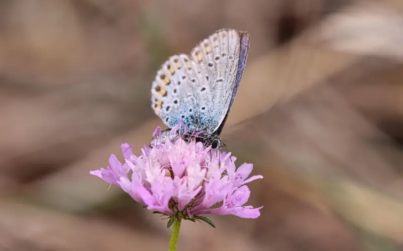 干货：如何搭讪喜欢的女生？——「全民情敌 · 番外」