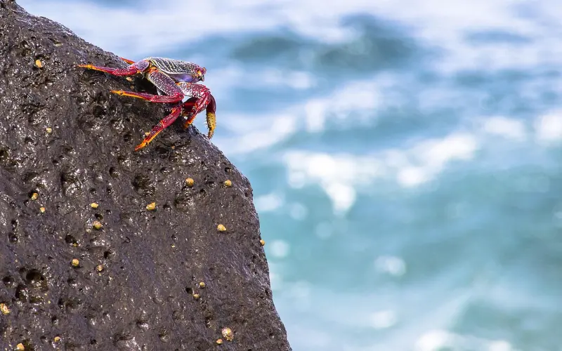 挽回巨蟹座女友的妙招：巨蟹座女友分手后还会回头吗？