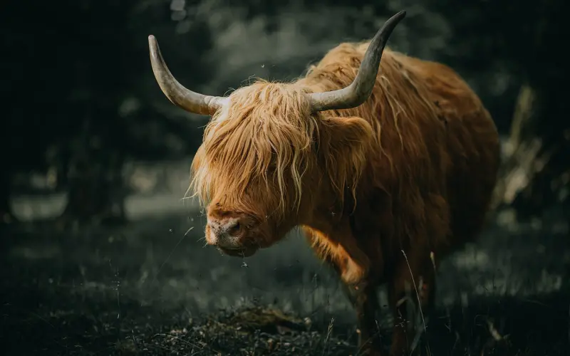 挽回金牛座爱情技巧：过来人手把手教你挽回爱情