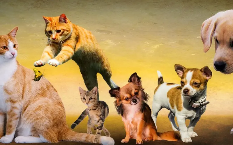 标题：究竟为什么不要介入他人的感情？