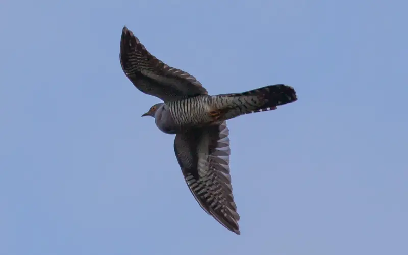 挽回爱情，请先从普通朋友做起